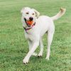 Chuckit! Breathe Right Fetch Ball M 1 db