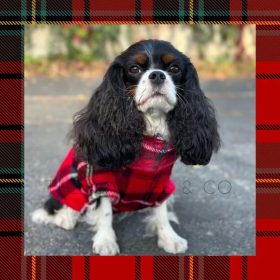 Tartan Skót kockás wellsoft kutya pulcsi S