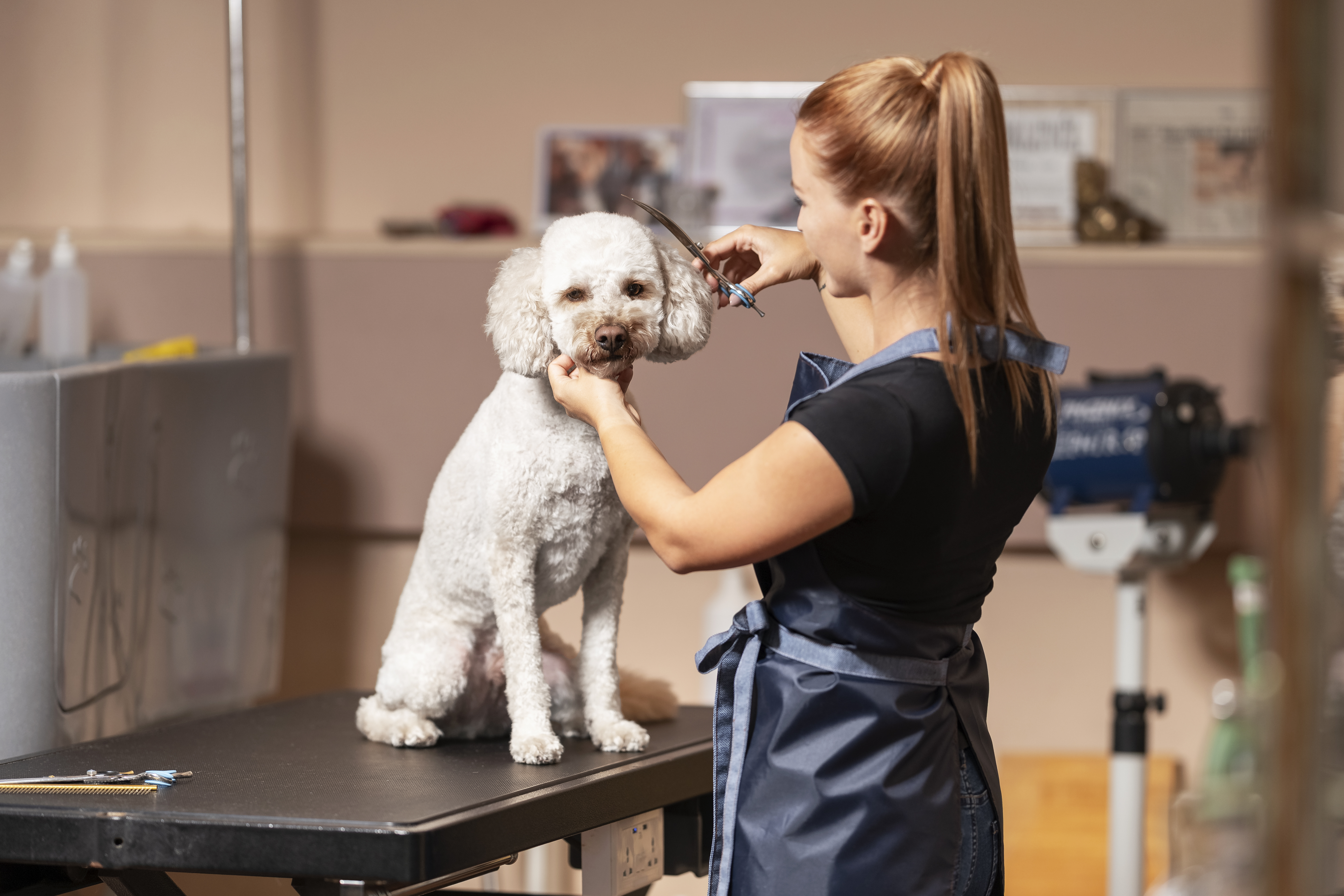 Kutyakozmetika 2. rész